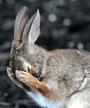 Daniel Friend, United States, Commedy Wildlife Photo