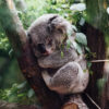 Koala durmiendo. Fotografía de Jordan Whitt. Unsplash