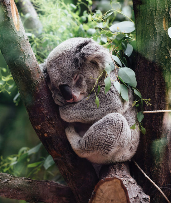 Koala durmiendo. Fotografía de Jordan Whitt. Unsplash