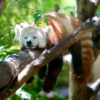 Panda rojo durmiendo. Fotografía de Lance Anderson de Unsplash