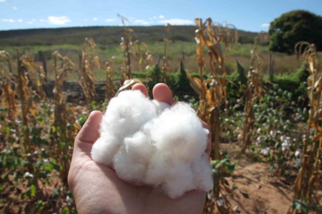 Cómo se produce el algodón orgánico
